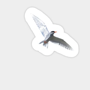 Black Fronted Tern Sticker